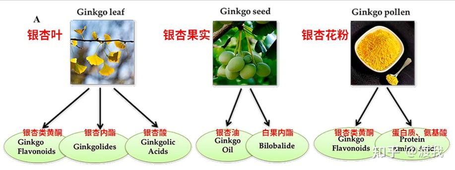 ginkgo active content ginkgo active content
