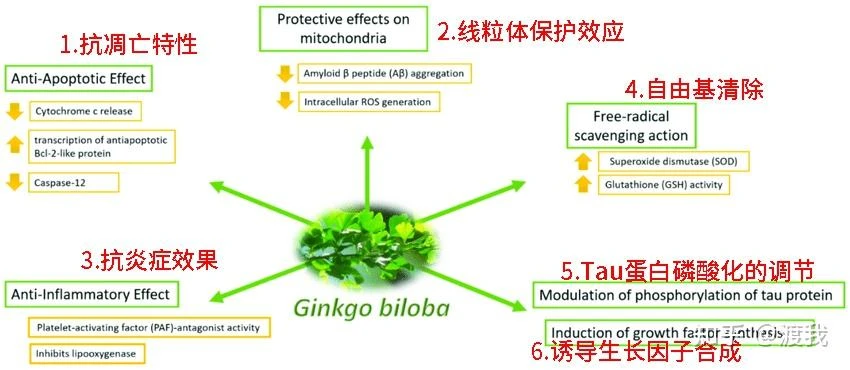 ginkgo extract property ginkgo extract property