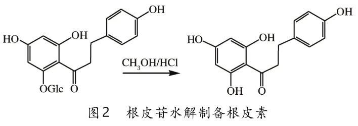 Hydrolysis of phlorizin to produce phloretin